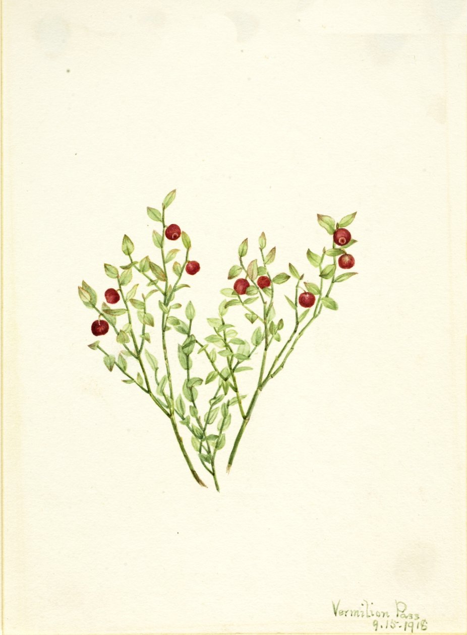 Grouse Whortleberry Vaccinium scoparium, 1918. od Mary Vaux Walcott