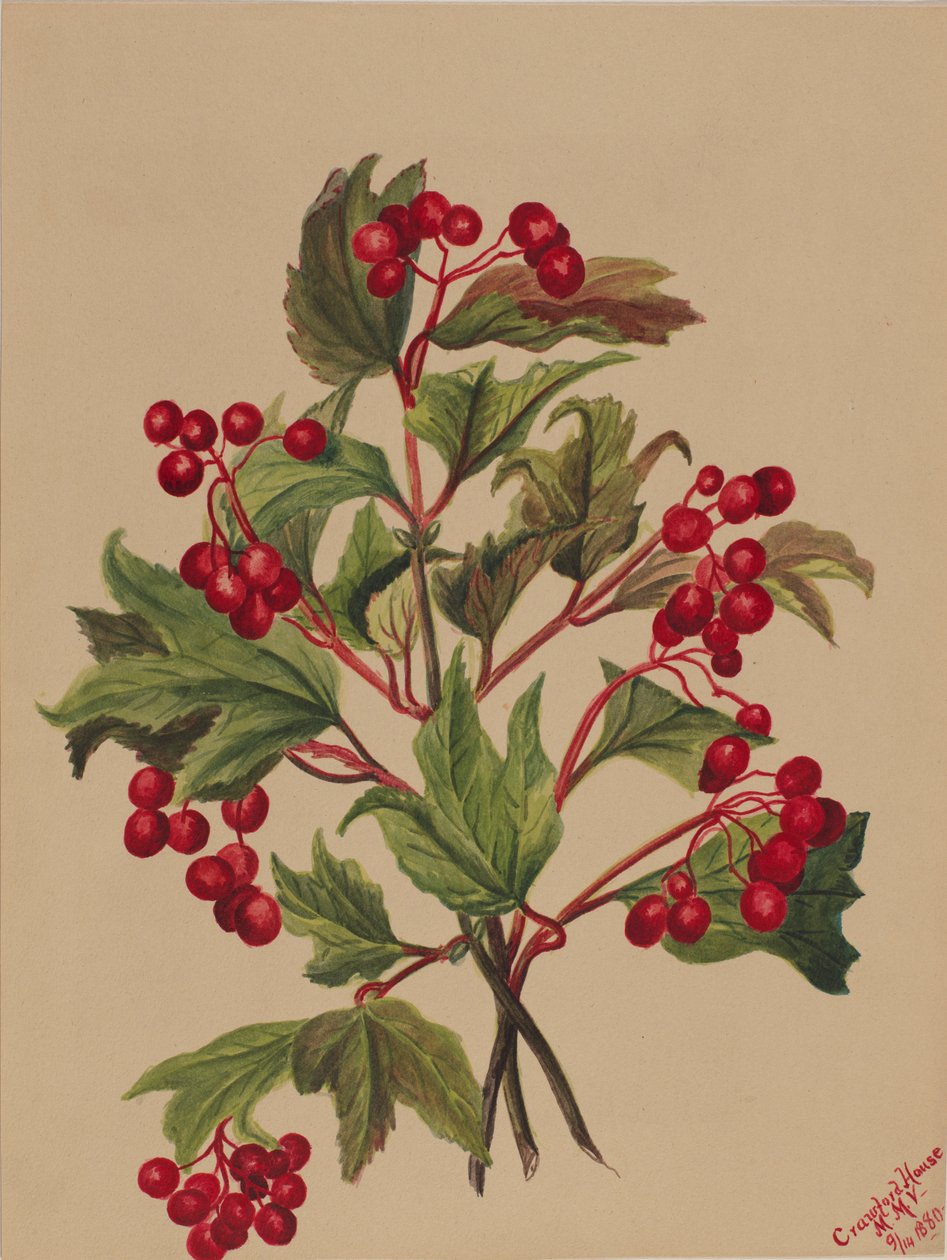Grouseberry Viburnum americanum, 1880. od Mary Vaux Walcott