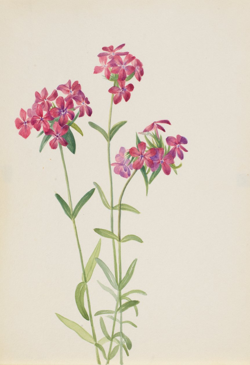 Phlox Phlox Phlox amoena, ca. začátek 30. let 20. století. od Mary Vaux Walcott