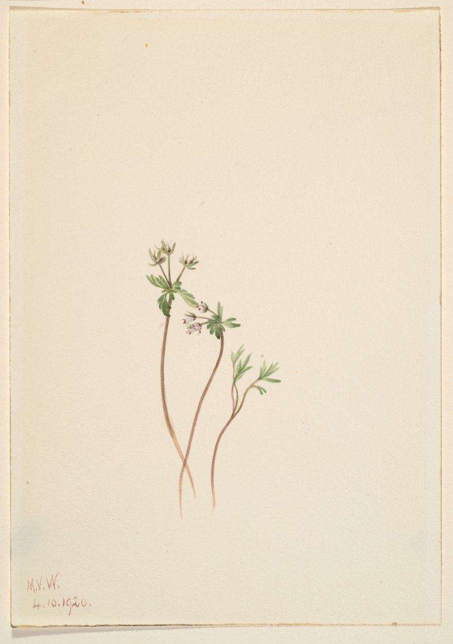 Předzvěst jara (Erigenia bulbosa) od Mary Vaux Walcott