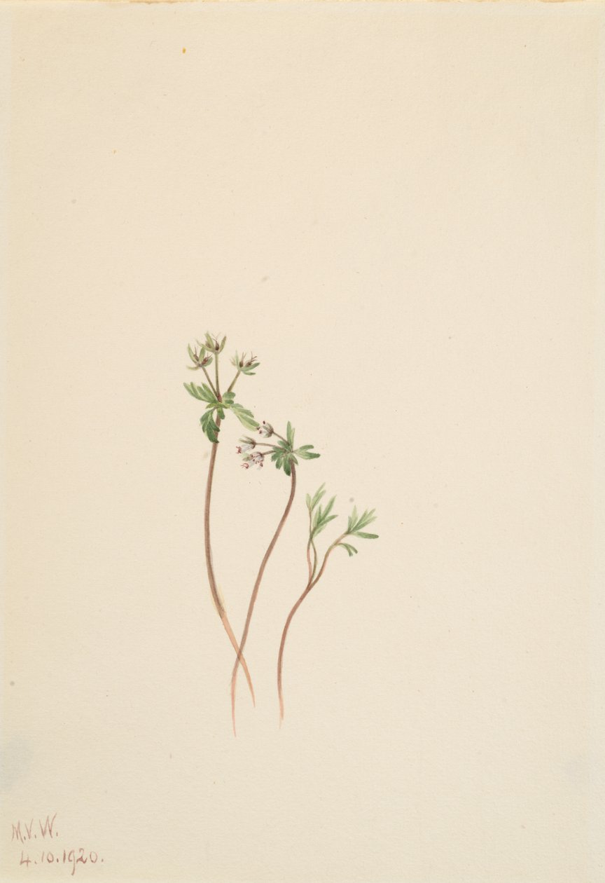Harbinger of Spring Erigenia bulbosa, 1920. od Mary Vaux Walcott