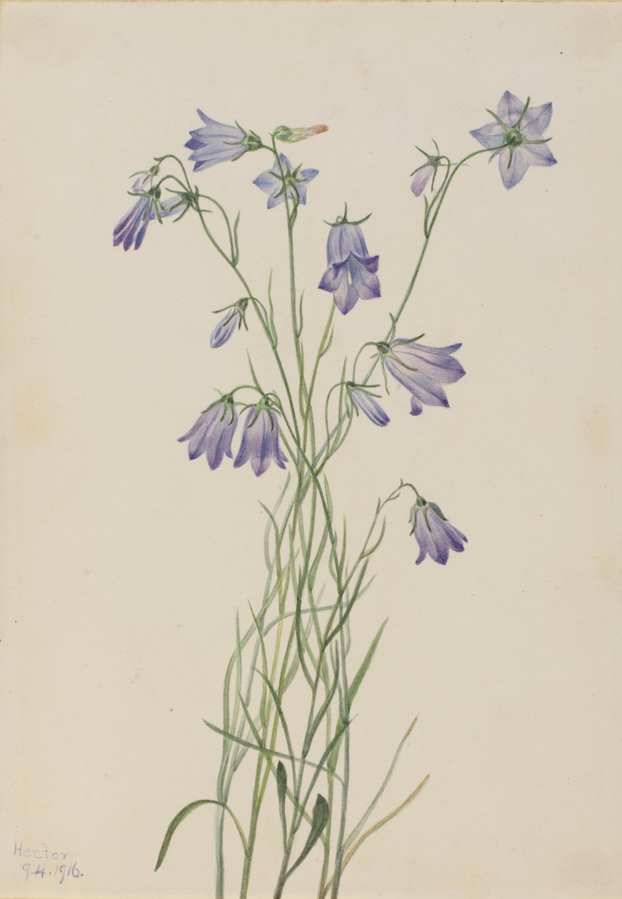Zvonek okrouhlolistý (Campanula rotundifolia) od Mary Vaux Walcott