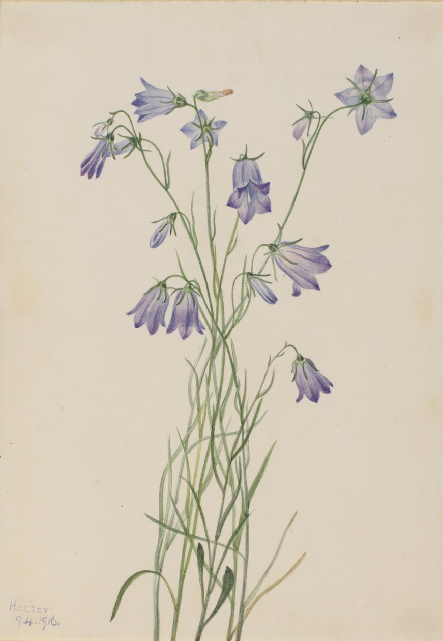 Harebell Campanula rotundifolia, 1916. od Mary Vaux Walcott