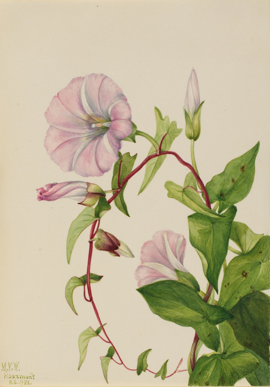 Vazivka plotní (Calystegia (Convolvulus) sepium) od Mary Vaux Walcott