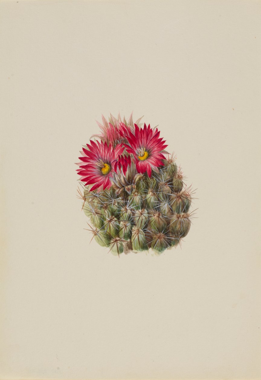 Kaktus ježatý (Coryphantha arizonica) od Mary Vaux Walcott