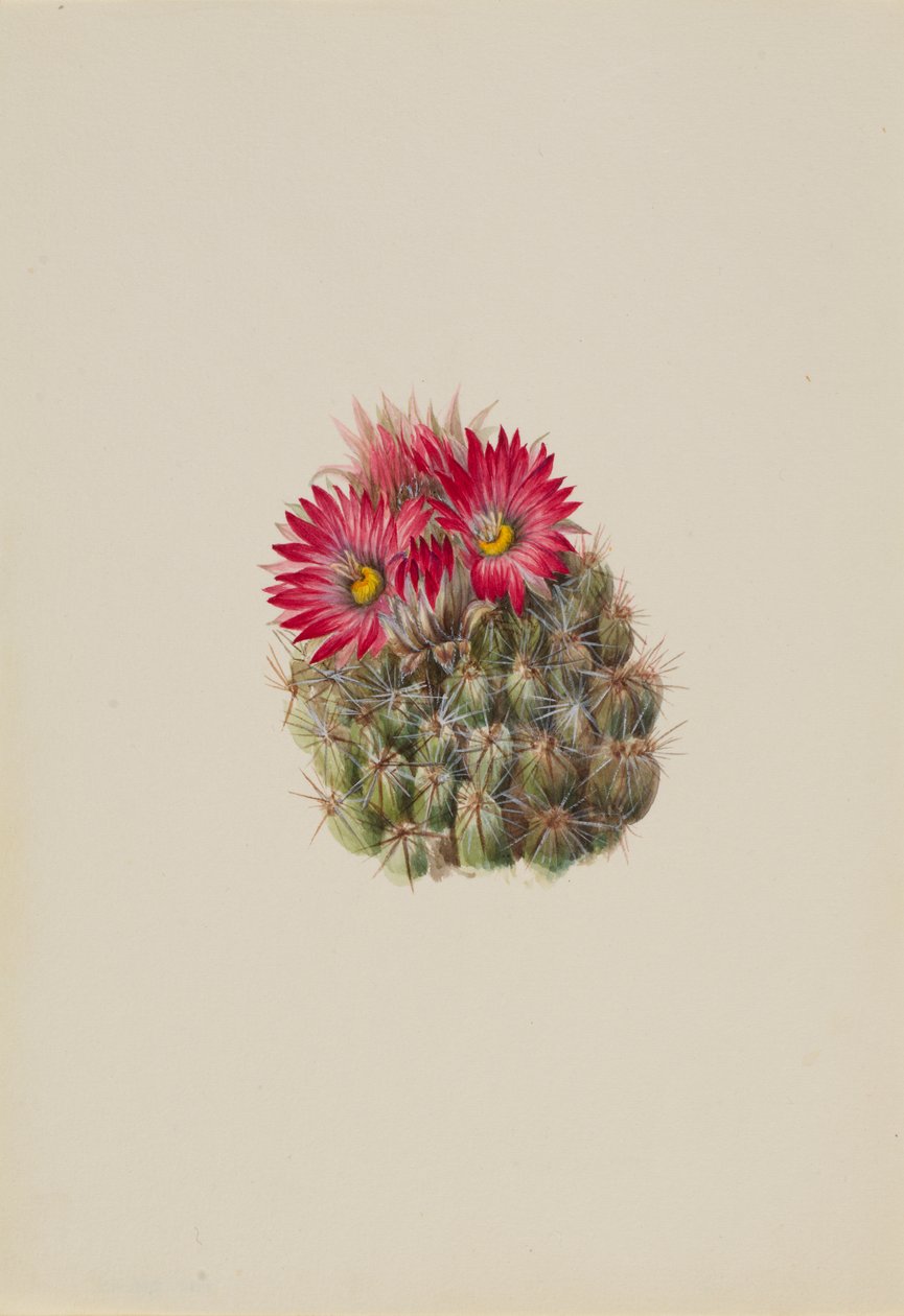 Ježek Cactus Coryphantha arizonica, 1933. od Mary Vaux Walcott