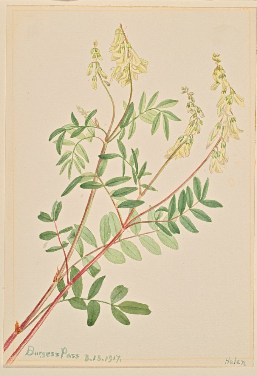 Hedysarum Hedysarum sulphurescens, 1917. od Mary Vaux Walcott