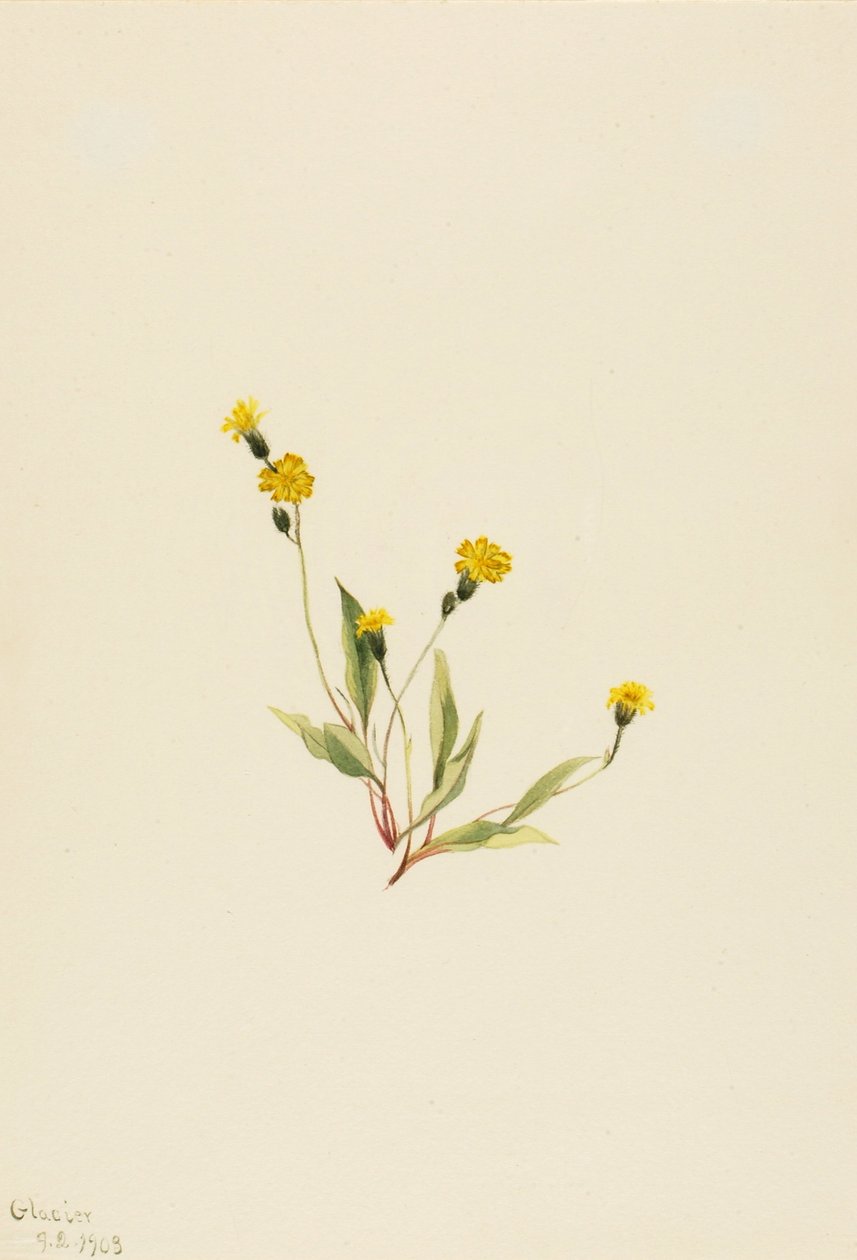 Heieracium gracile od Mary Vaux Walcott