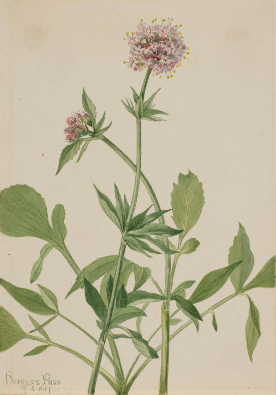 Kozlík lékařský (Valeriana sitchensis) od Mary Vaux Walcott