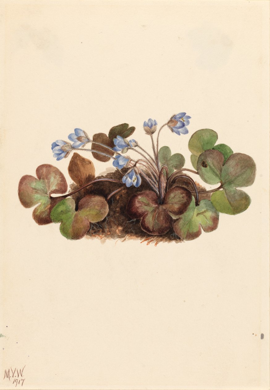 Hepatica (Hepatica americana) od Mary Vaux Walcott