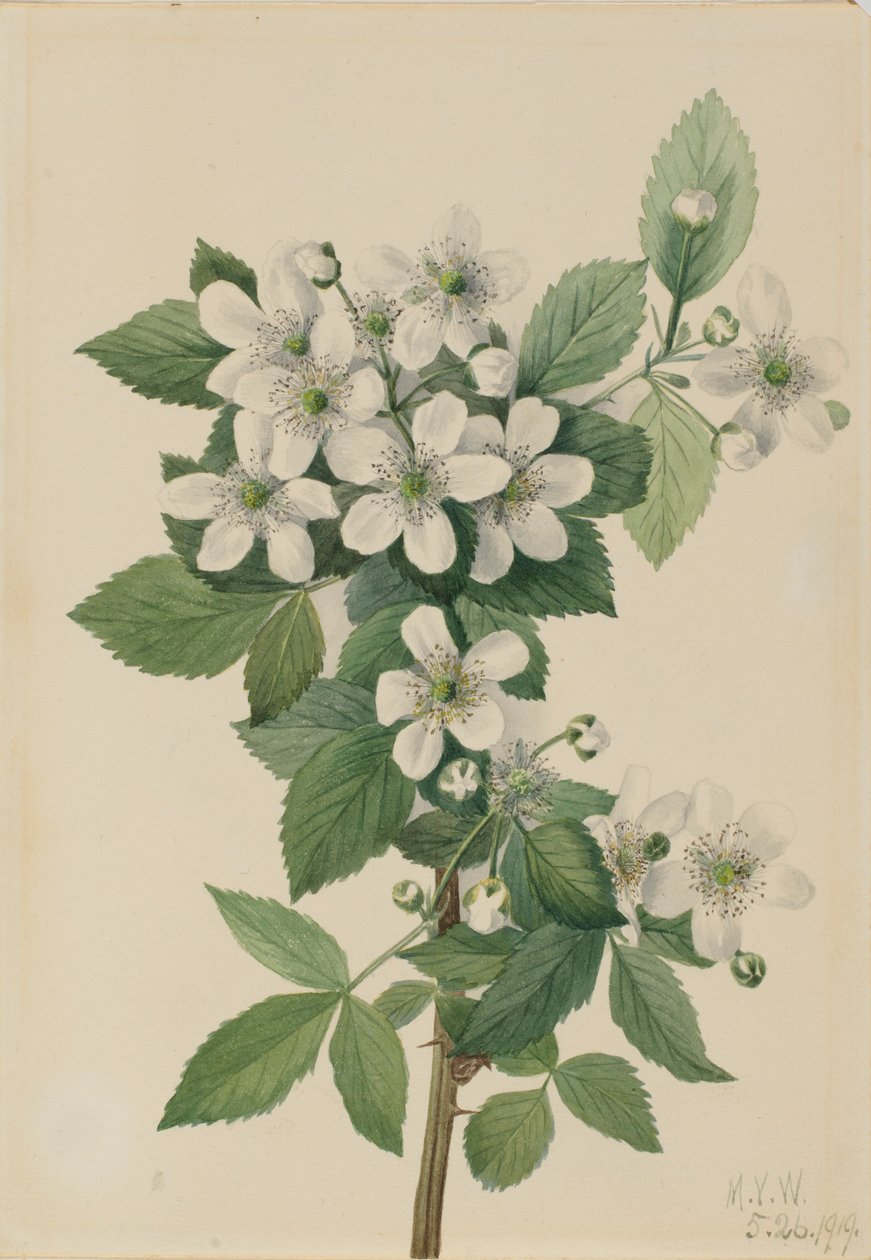 Ostružina ostružiník (Rubus argutus) od Mary Vaux Walcott