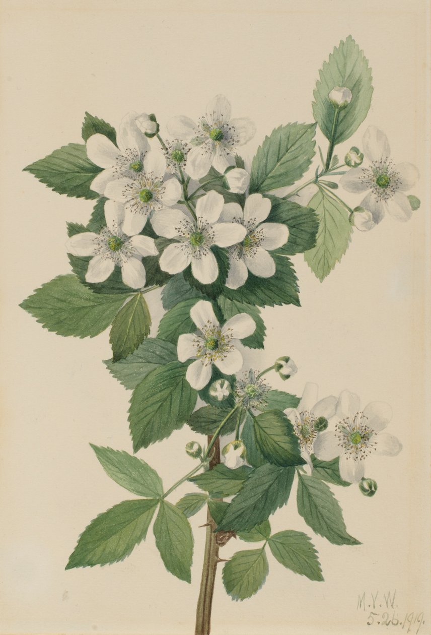 Highbush Blackberry Blackberry, 1919 od Mary Vaux Walcott
