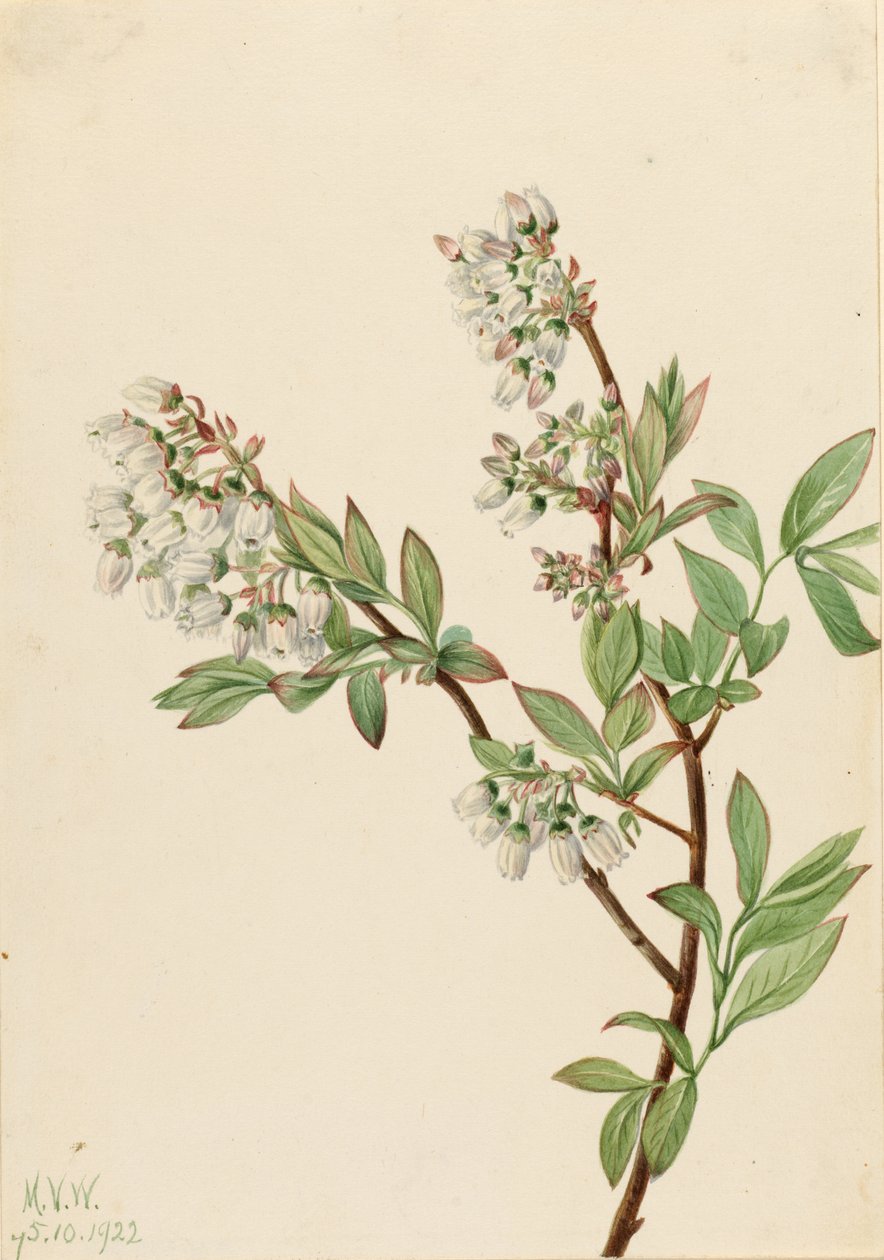 Borůvka (Vaccinium corymbosum) od Mary Vaux Walcott