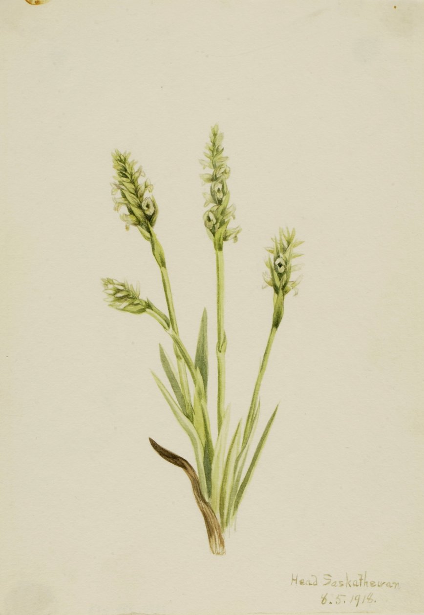Dámská kapucínka (Ibidium strictum) od Mary Vaux Walcott