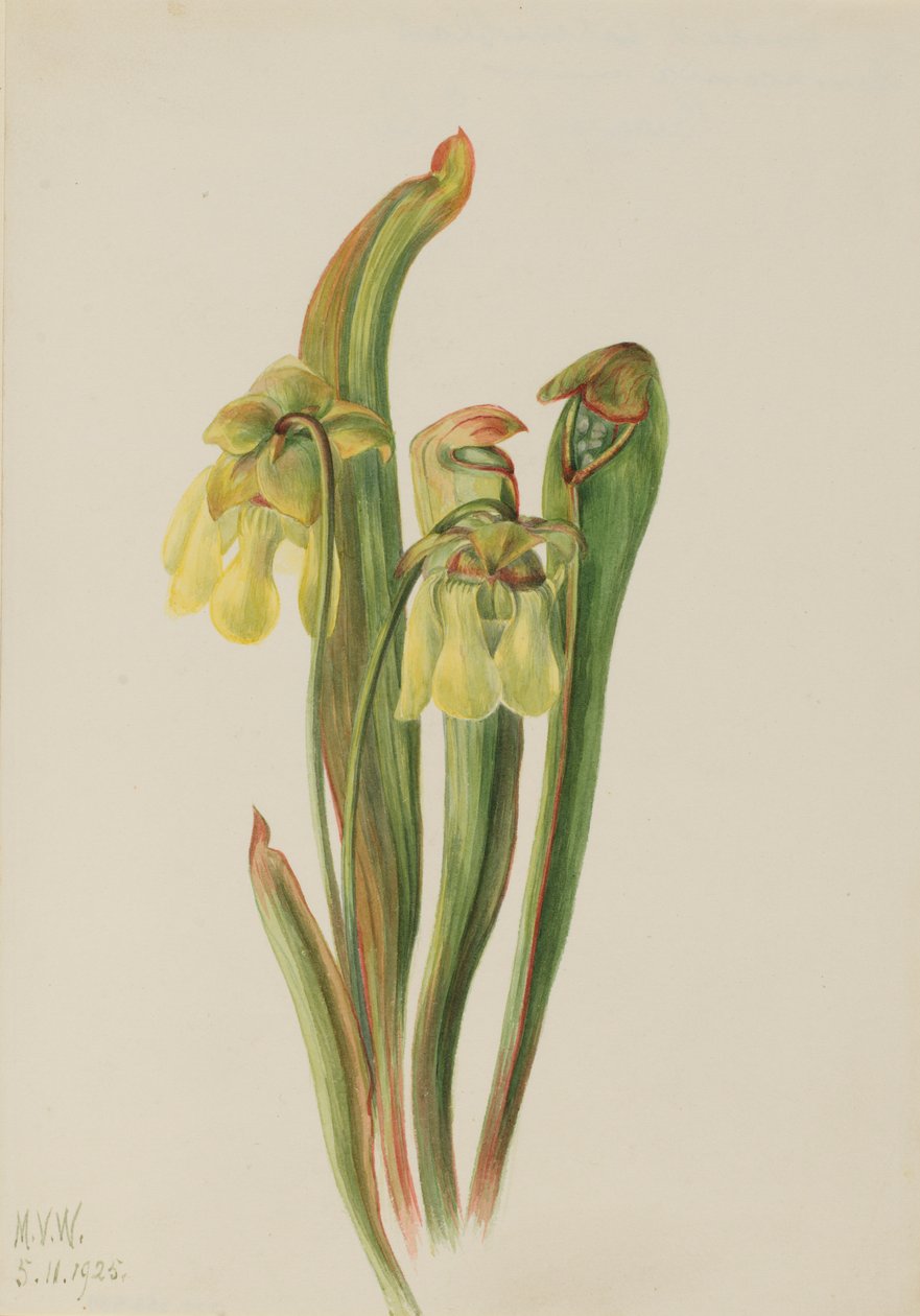 Kapucínka (Sarracenia minor) od Mary Vaux Walcott