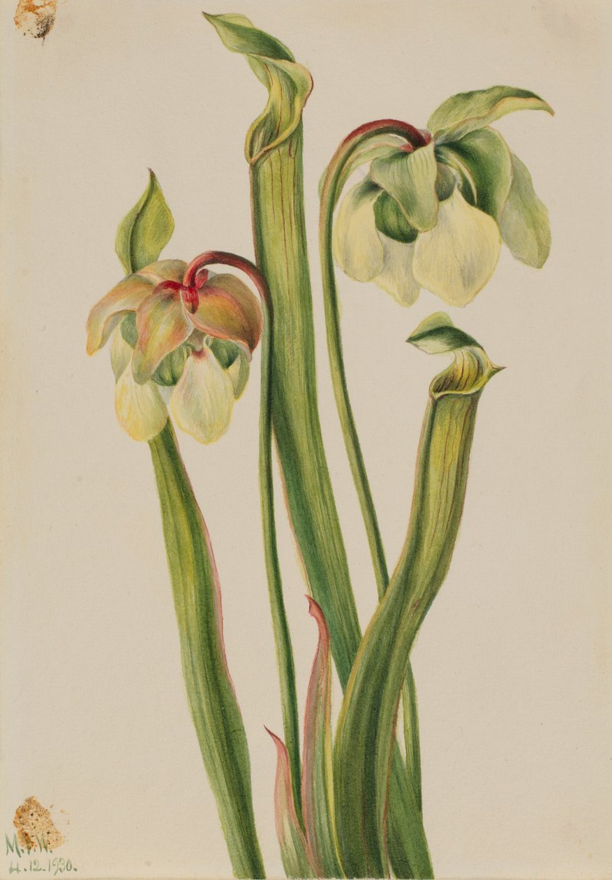Hybridní pěnišník (Sarracenia minor) od Mary Vaux Walcott