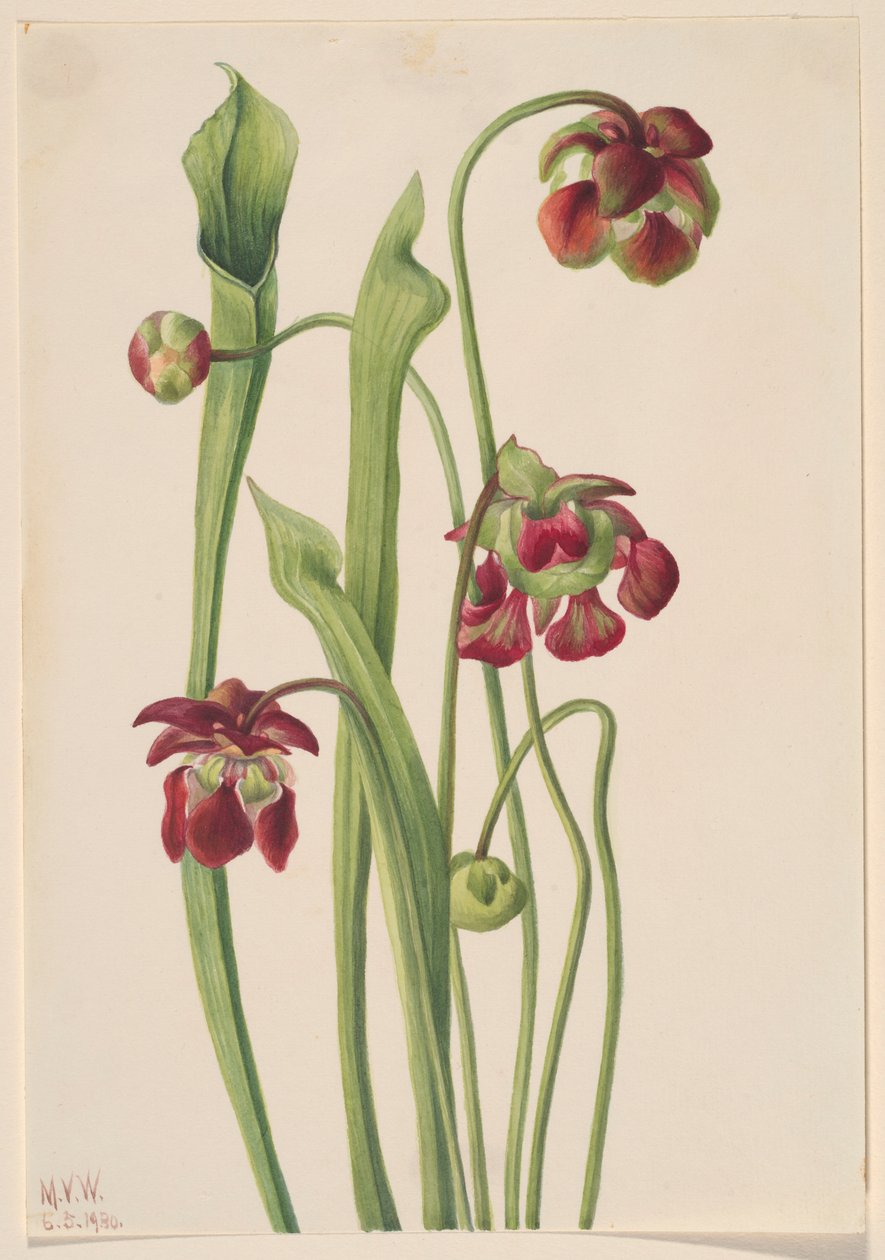 Hybridní rostlina džbán od Mary Vaux Walcott