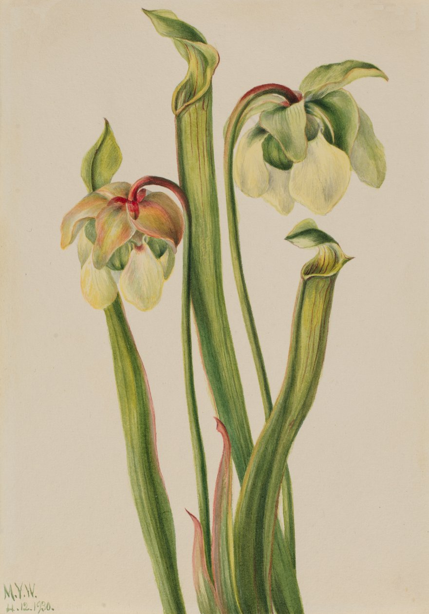 Hybrid Pitcherplant Sarracenia minor, 1930. od Mary Vaux Walcott