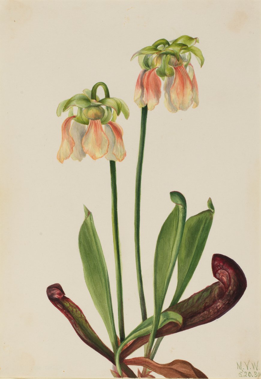 Hybridní láčkovka Sarracenia minor x psittacina, 1930. od Mary Vaux Walcott