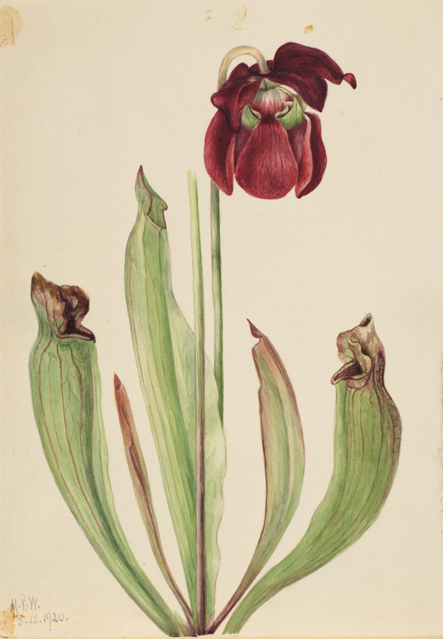 Hybridní láčkovka Sarracenia rubra xs purpurea venosa, 1920. od Mary Vaux Walcott