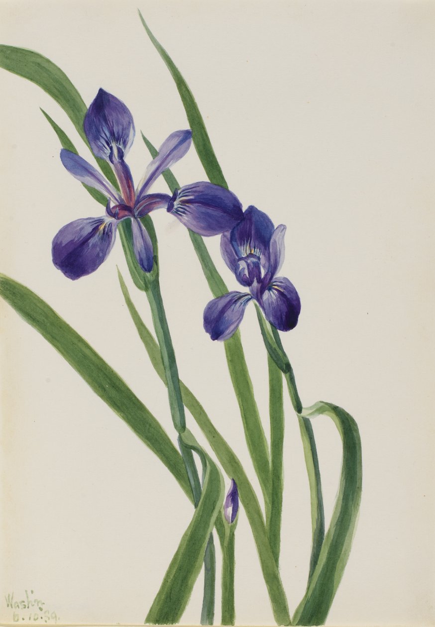 Kosatec (Iris species) od Mary Vaux Walcott