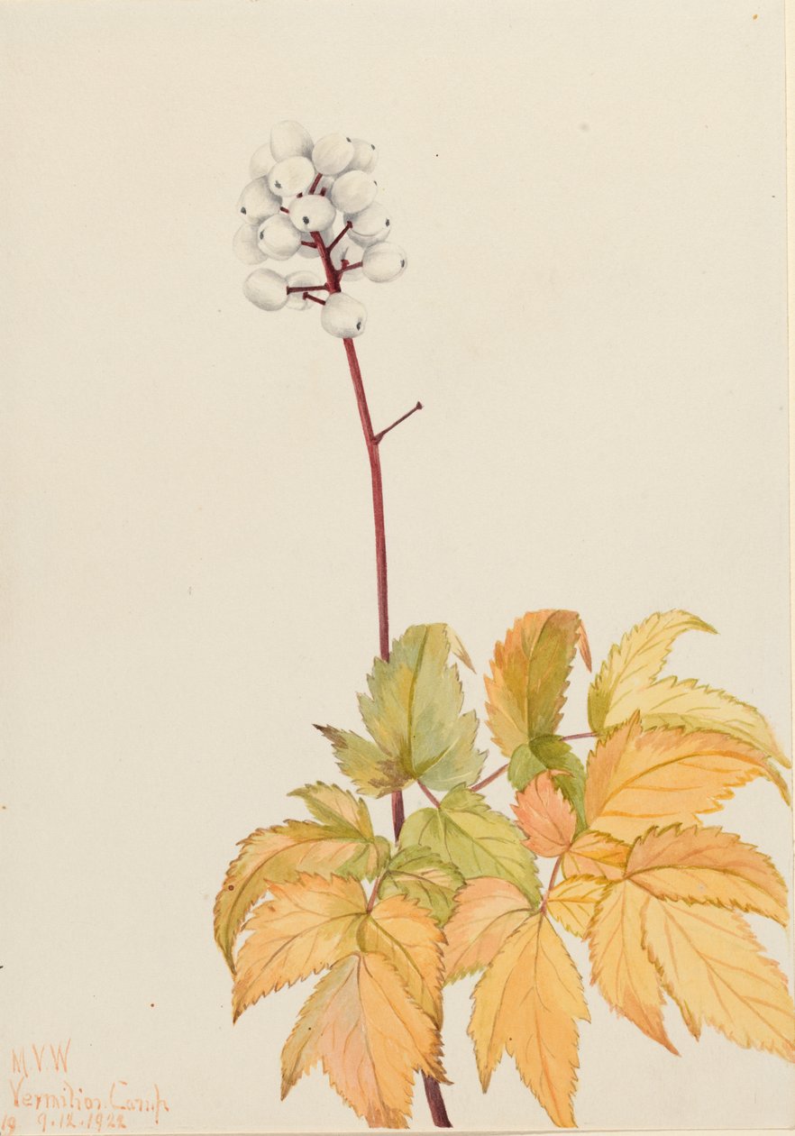 Ivory Baneberry, 1922 od Mary Vaux Walcott