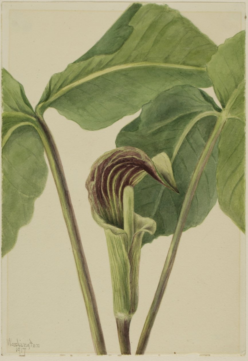 Žaket trojprstý (Arisaema triphyllum) od Mary Vaux Walcott