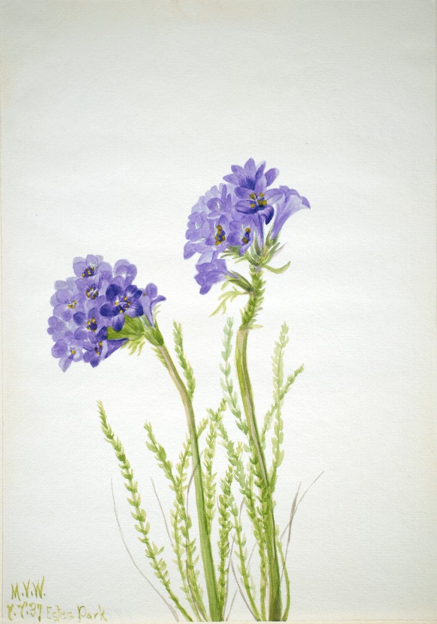 Žebřík Jakubův (Polemonium viscosum) od Mary Vaux Walcott