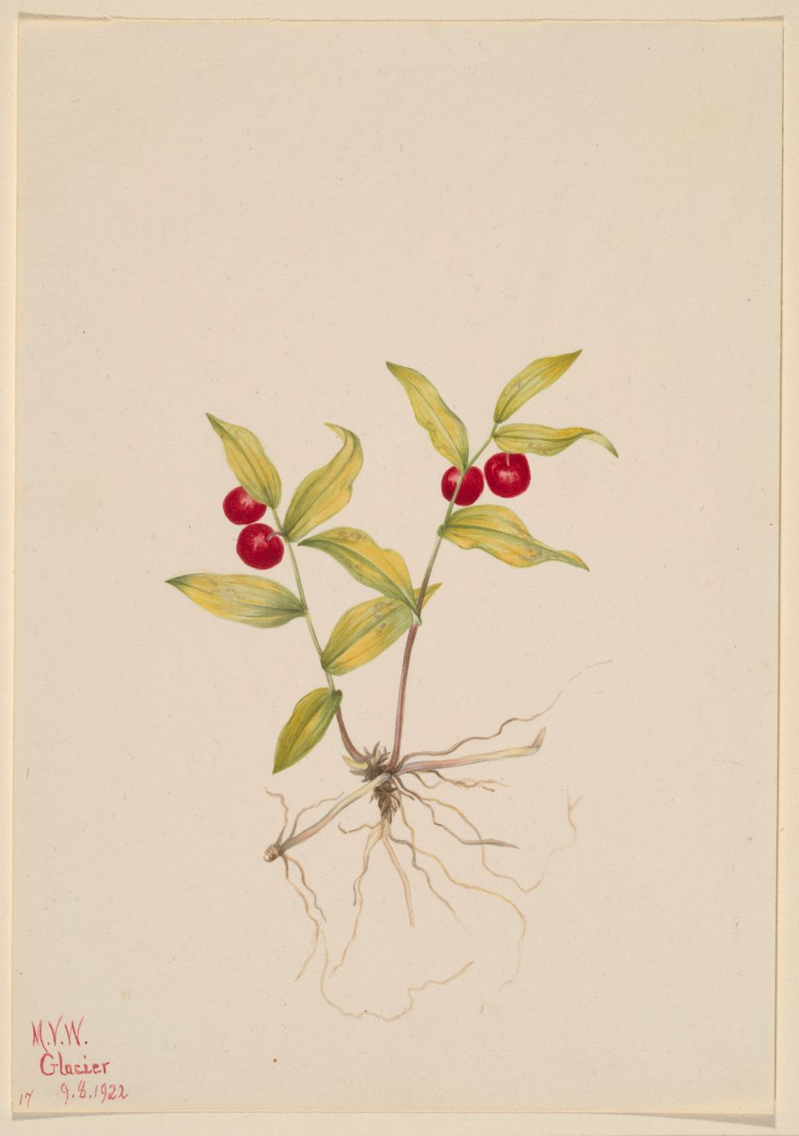 Kruhsea (Kruhsea streptopoides) od Mary Vaux Walcott