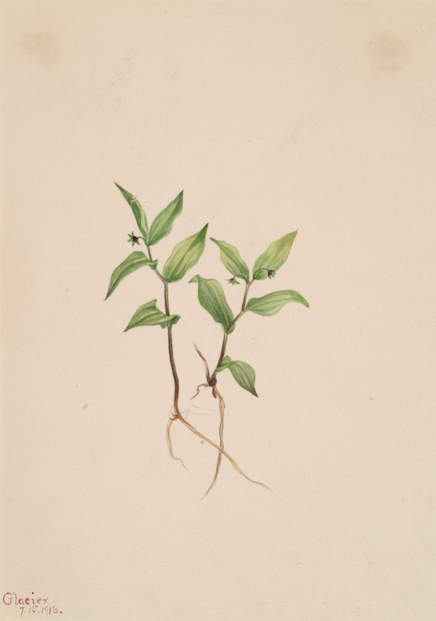 Kruhsea Kruhsea streptopoides, 1913. od Mary Vaux Walcott