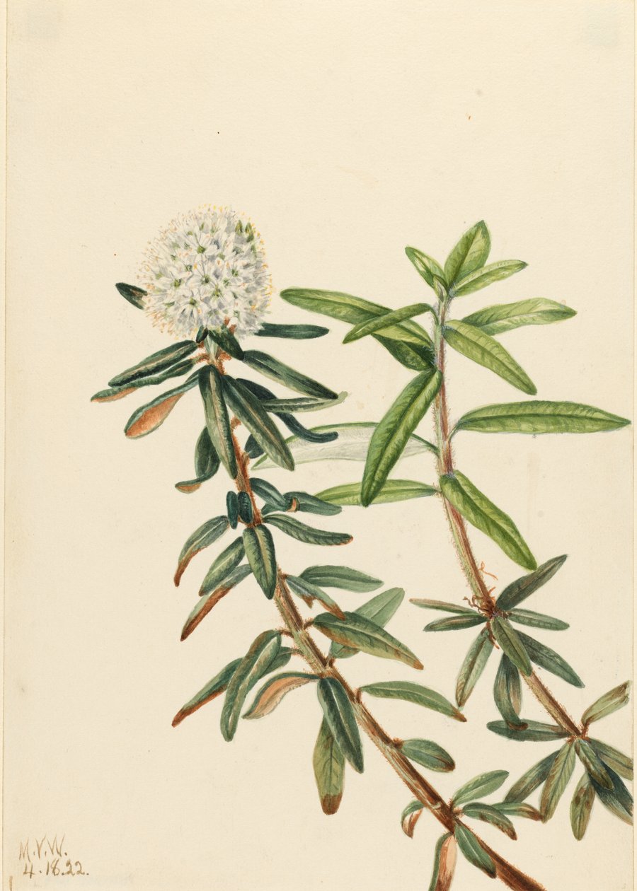 Labradorský čaj (Ledum groenlandicum) od Mary Vaux Walcott
