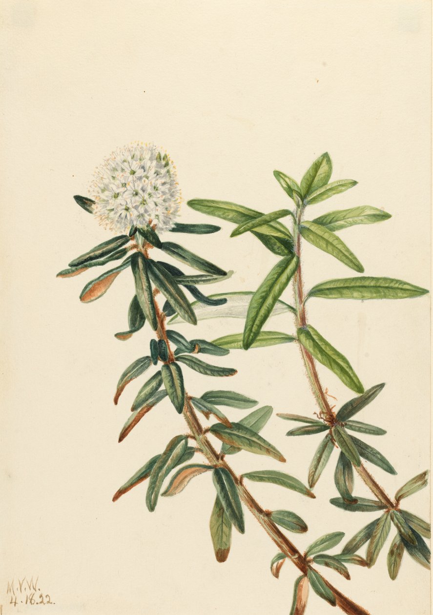 Labradorský čaj Ledum groenlandicum, 1922 od Mary Vaux Walcott