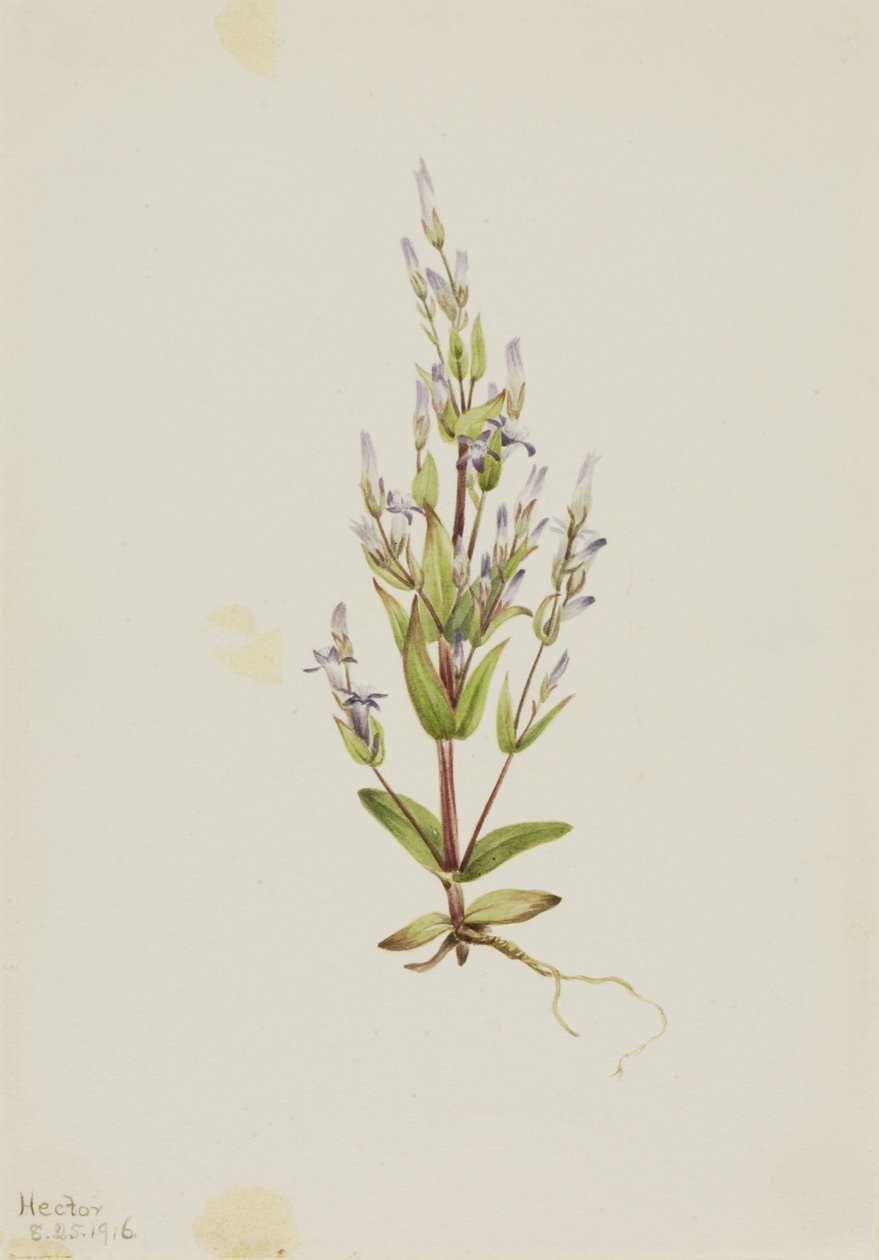 Hořec brvitý (Gentiana acuta) od Mary Vaux Walcott