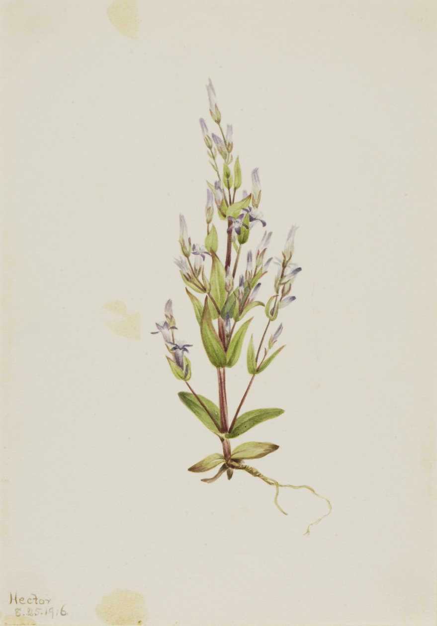 Žebřík hořec Gentiana acuta, 1916. od Mary Vaux Walcott