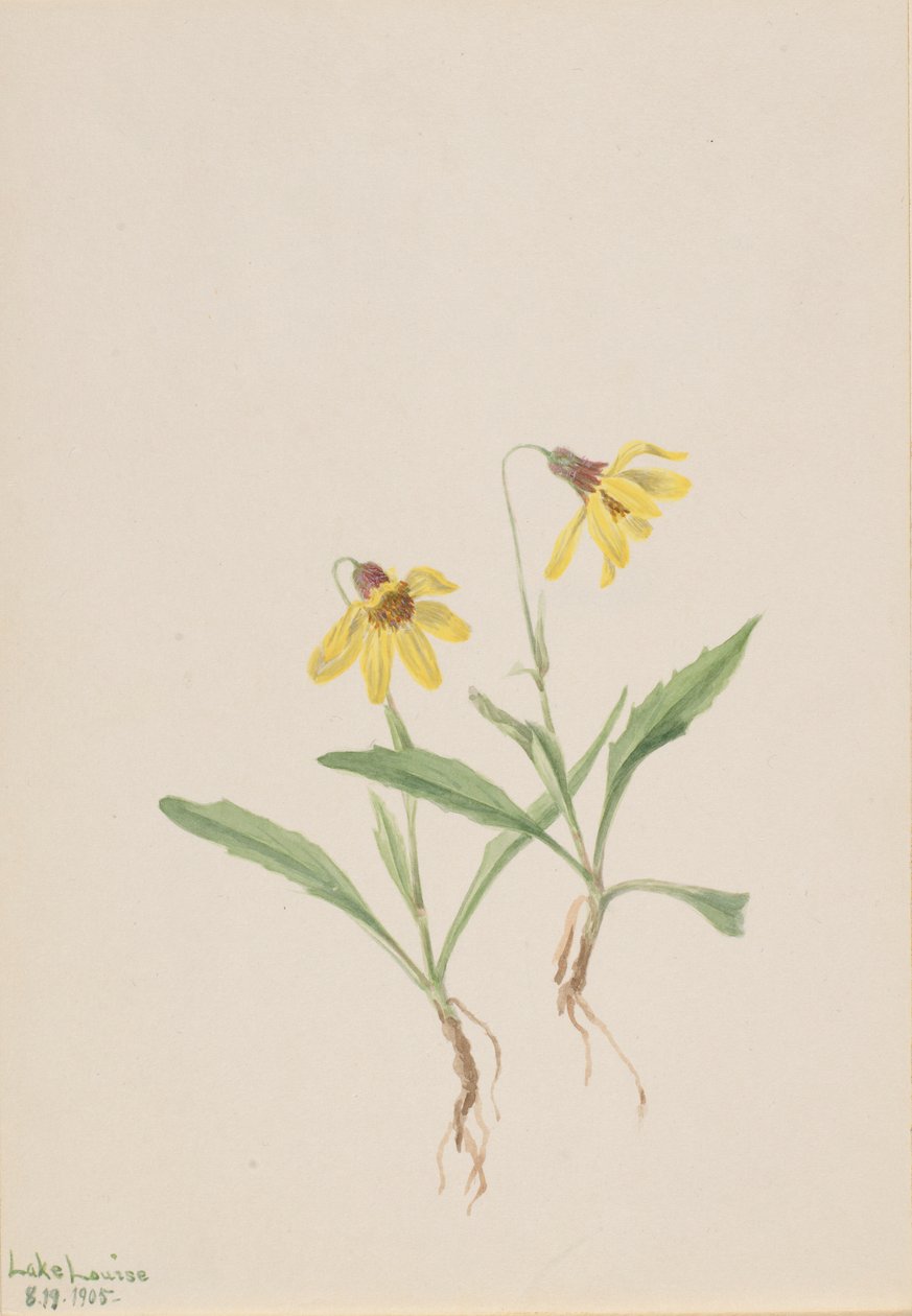 Arnika z jezera Louise (Arnica louisiana) od Mary Vaux Walcott