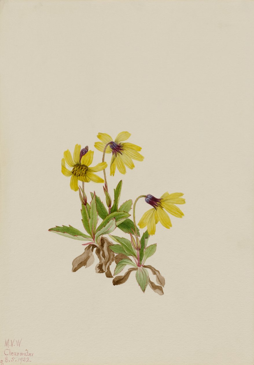 Arnika z jezera Louise (Arnica louisiana) od Mary Vaux Walcott