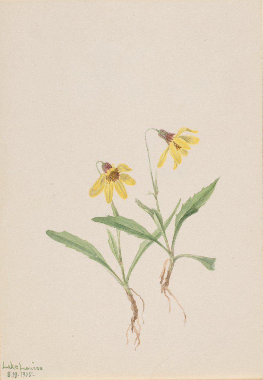 Lake Louise Arnica Arnica louisiana, 1905. od Mary Vaux Walcott
