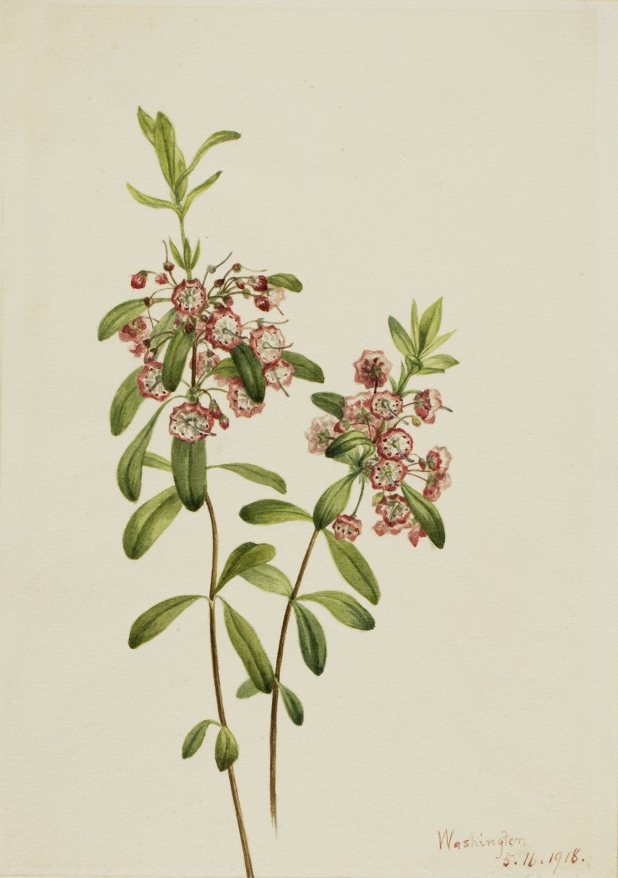Kalmie úzkolistá (Kalmia angustifolia) od Mary Vaux Walcott