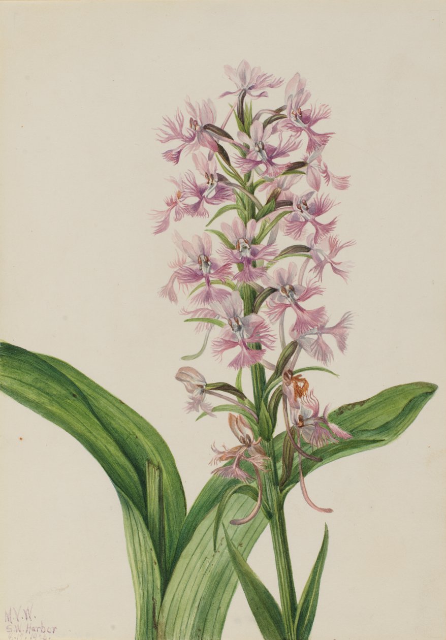 Velká fialová třásněnka (Habenaria grandiflora) od Mary Vaux Walcott