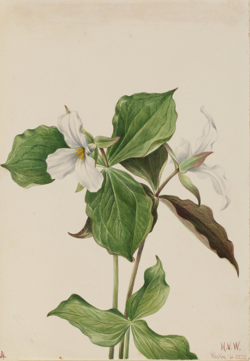 Trillium velké bílé (Trillium grandiflorum) od Mary Vaux Walcott