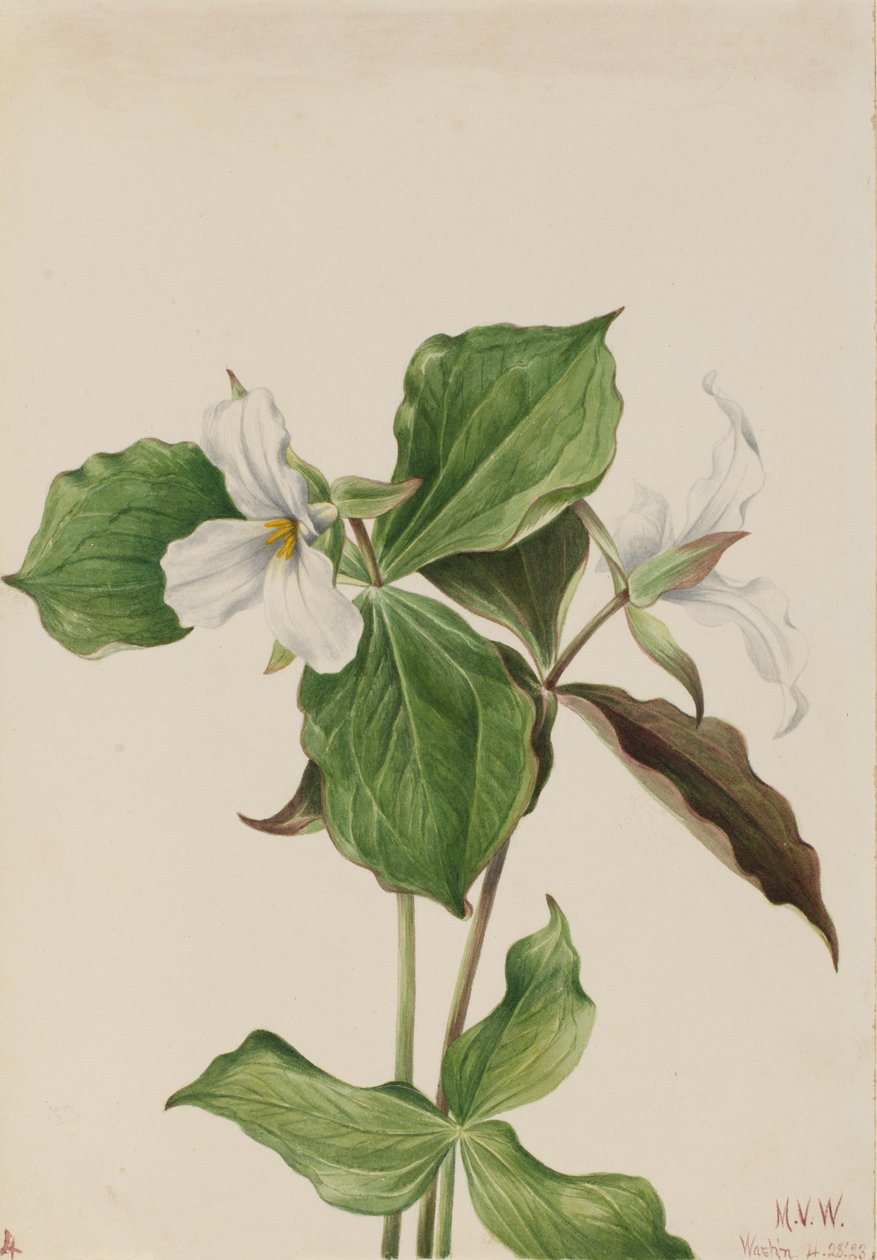 Velké bílé Trillium Trillium grandiflorum, 1923. od Mary Vaux Walcott