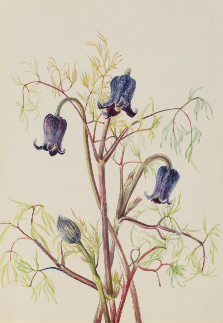 Kožený květ (Clematis hirsutissima) od Mary Vaux Walcott