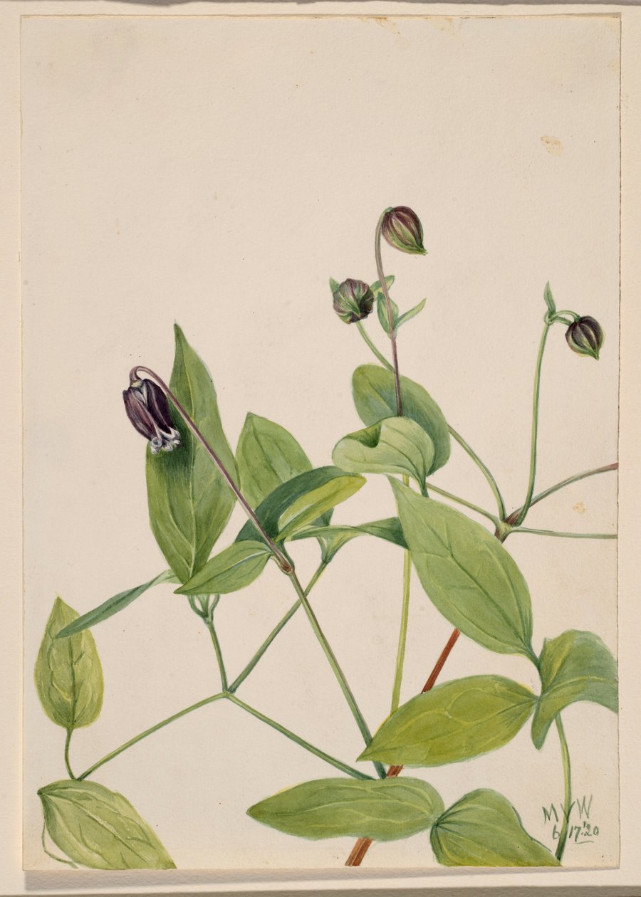 Kožený květ (Clematis viorna) od Mary Vaux Walcott