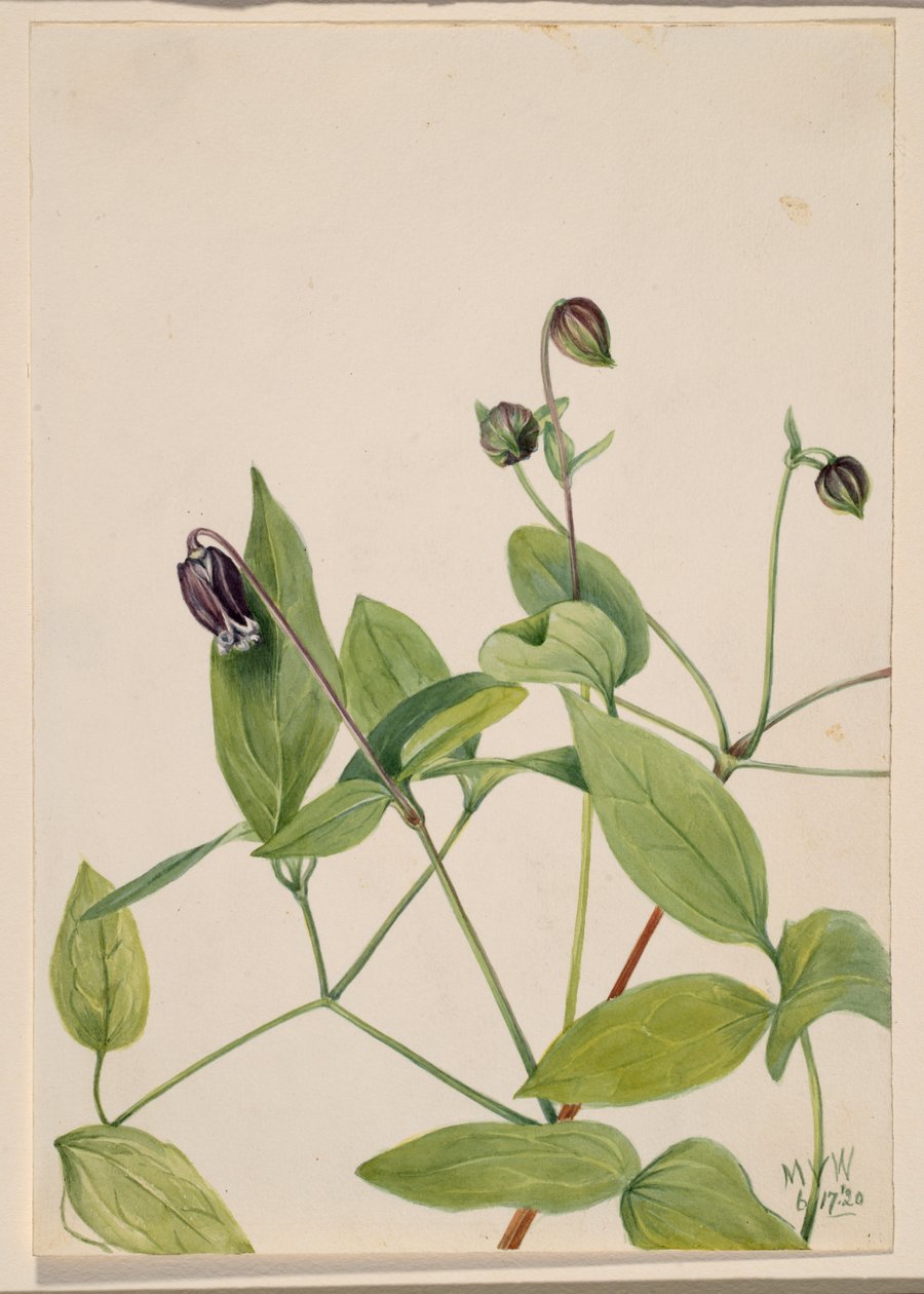 Kožený květ Clematis vorna, 1920. od Mary Vaux Walcott
