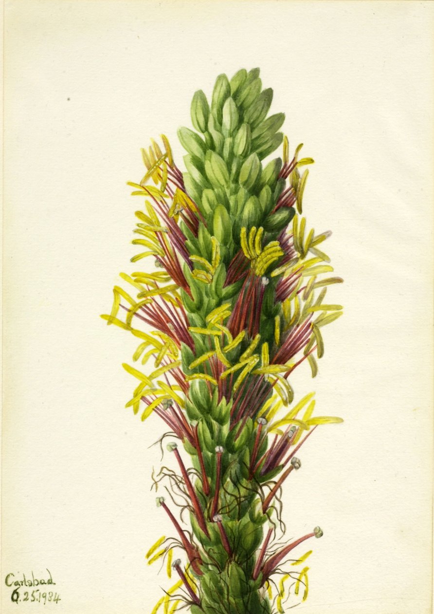 Lechuguilla (Agava lechuguilla) od Mary Vaux Walcott