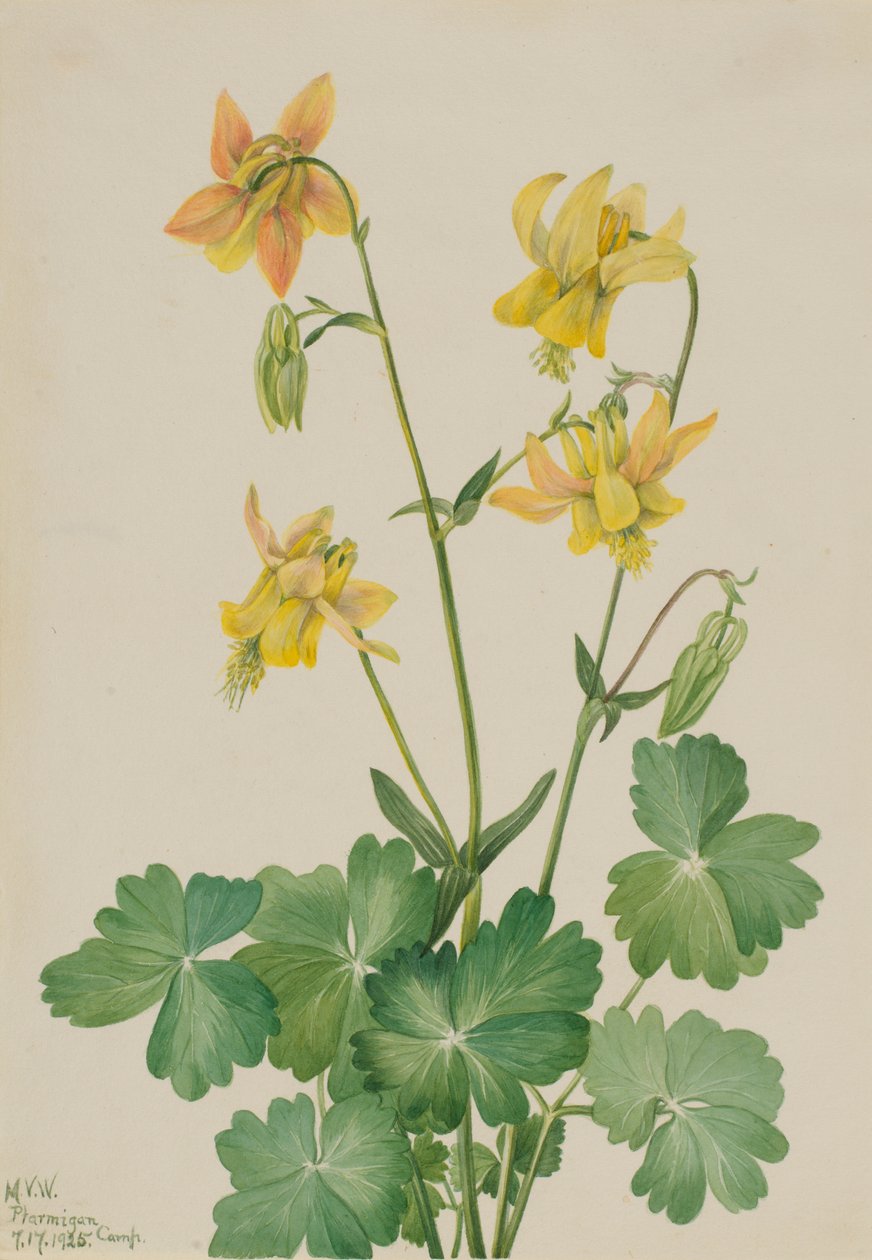 Kolumbínie citronová (Aquilegia flavescens) od Mary Vaux Walcott
