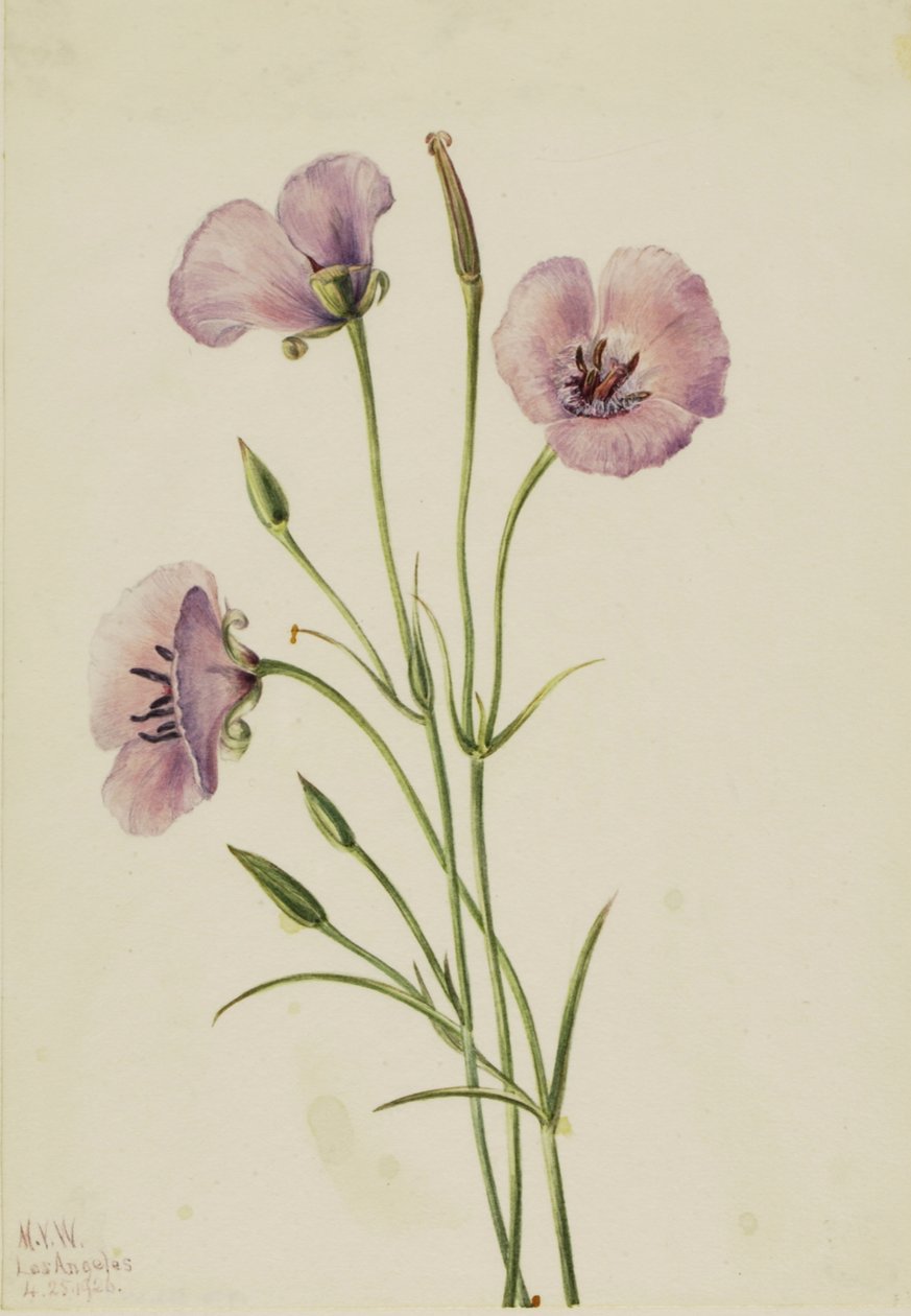 Šeříkový motýl Calochortus splendens, od Mary Vaux Walcott