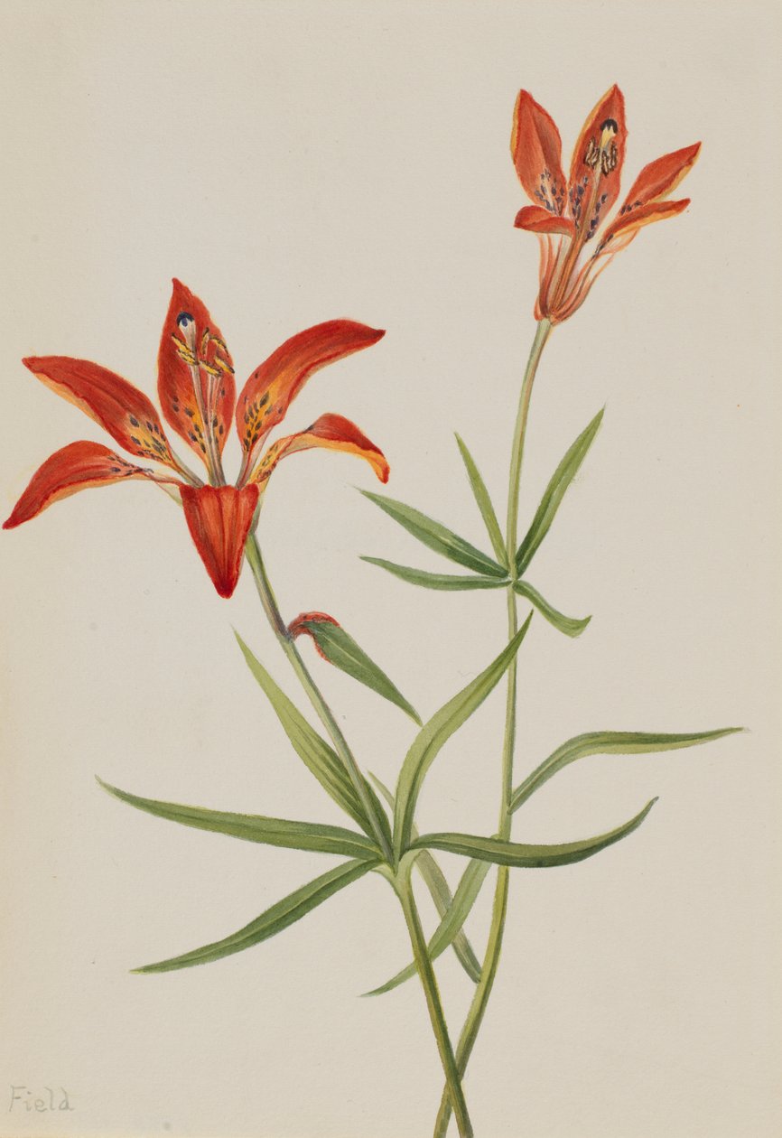 Lilie (Lilium montanum) od Mary Vaux Walcott