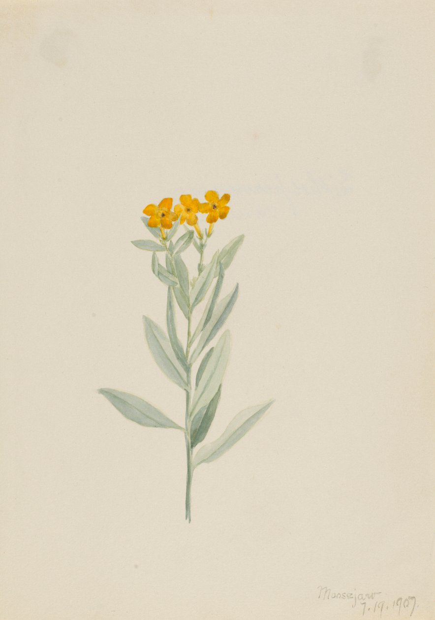 Lithospermum canescens od Mary Vaux Walcott
