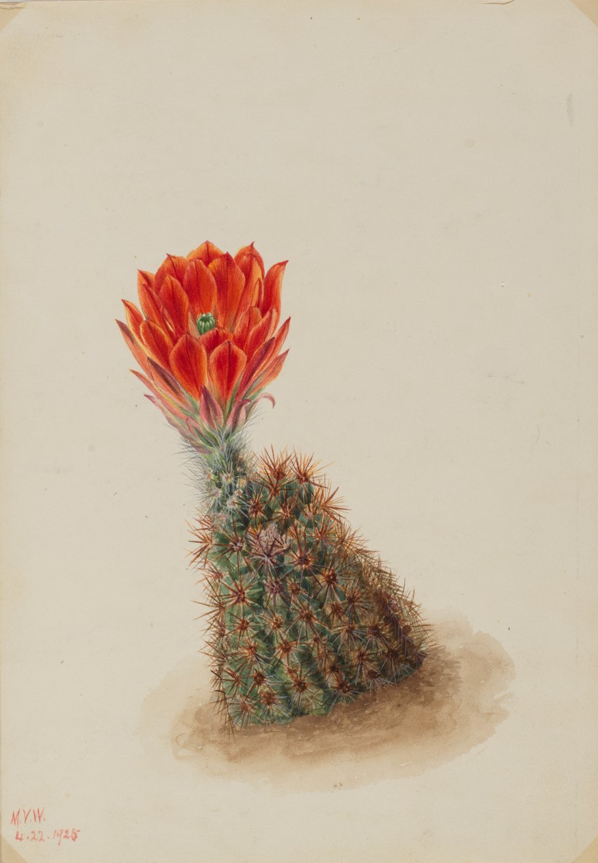 Lloydův jahodový kaktus Echinocereus lloydii, 1925. od Mary Vaux Walcott